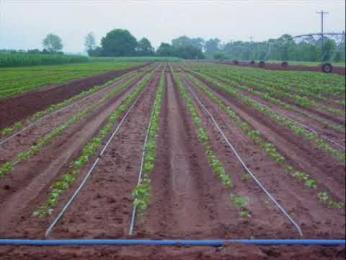 agricol1.jpg